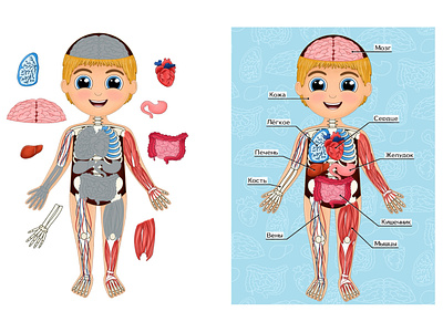 Human organs body body structure book boy character children design girl illustration illustrator organ