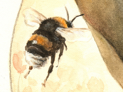 The Pollination (close-up detail) animal art bee bumble bee graphic design illustration insect painting scientific illustration spring watercolor wings