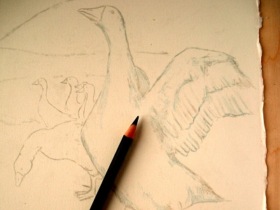 WIP - Geese Sketch (Work in Progess) animals birds charcoal colored pencils feathers graphite illustration sketch wildlife wings wip work in progress