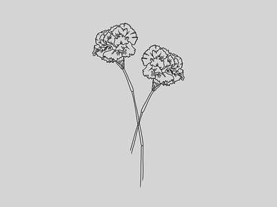 Carnations carnations flowers illustration lineart lineillustration linework