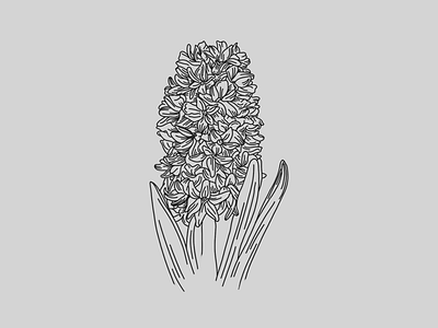 Hyacinth flowers hyacinth illustration lineart lineillustration linework