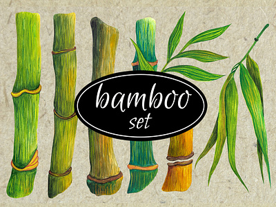 Watercolor bamboo element collection art bamboo botanical clipart hand drawn illustration nature plants set sketch watercolor