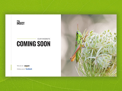 My Insect - snacks coming soon grasshopper insect snacks