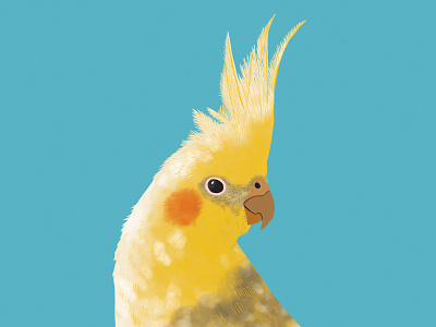 Cockatoo Illustration