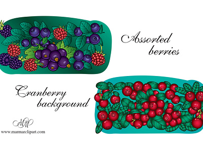 Cranberry and assorted berries. Vector illustrations