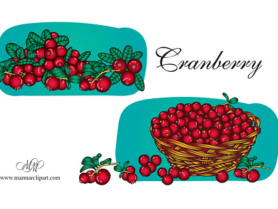 Cranberries. Vector illustrations