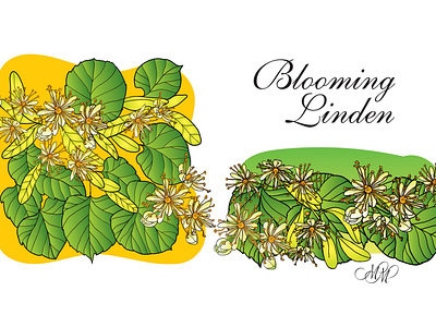 Blooming Linden. Vector illustrations