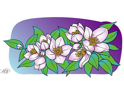 Pink Jasmine. Flowers vector illustrations