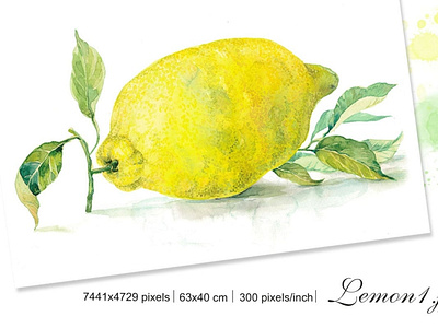 Watercolor illustration "Lemon" botanical botanical illustration citrus design fruit clipart fruit illustration graphic design illustration instant download labels design lemon lemon clipart lemon illustration lemon watercolor packaging design watercolor illustration