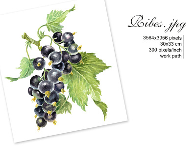 Blackcurrant. Watercolour botanical illustration berryes illustrations black currant blackberry blackberryes blackcurrant blackcurrant watercolor botanical botanical clipart botanical illustration food illustration fruits clipart fruits illustrations graphic design illustration instant download labels design packaging design ribes watercolor watercolor illustration