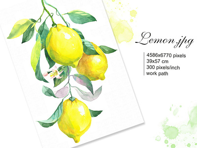 Branch of lemon. Watercolor illustration branch of lemon citrus citrus illustration fruit illustration fruits clipart graphic design home decor instant download kitchen decor labels design lemon lemon illustration lemon watercolor lemons packaging design printable file wallart prints watercolor watercolor illustrations watercolor printable file