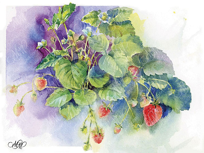 Strawberries. Watercolor sketch