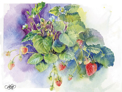 Strawberries. Watercolor sketch art print digital printable file fruits watercolor illustration instant download labels design packaging design printable file red strawberry strawberries strawberries illustration strawberries sketch strawberry strawberry clipart strawberry watercolor wall art print watercolor art watercolor illustration watercolor print watercolor sketch