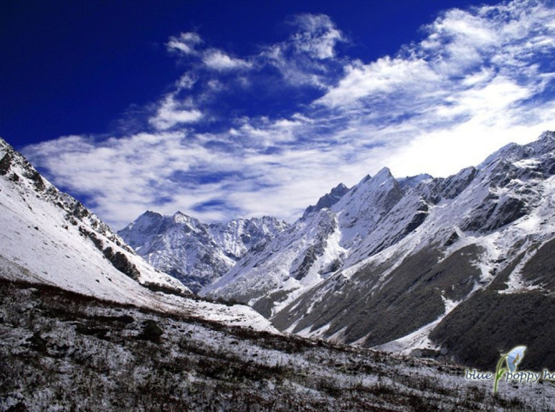 Valley Of Flowers Trek 2022 Valleyofflowers.info by Blue poppy