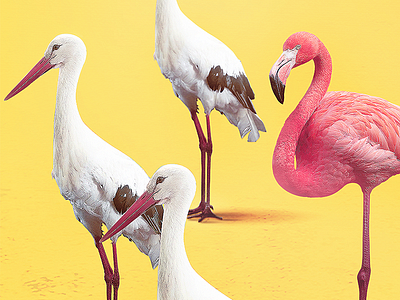 Radler - Regular is boring beer bird boring flamingo graphic pattern pink poster radler stork yellow