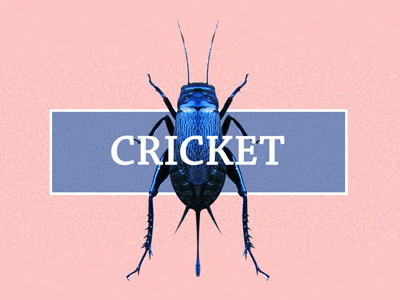 Cricket