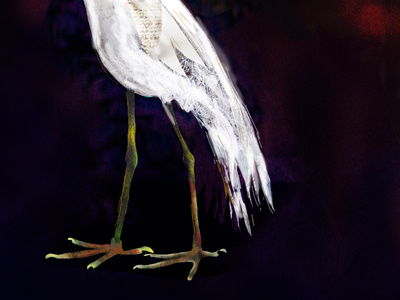 Hungry Egret Legs1