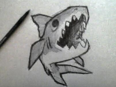 shark sketch