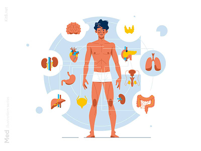 Human body anatomy illustration anatomy body care character flat health human illustration kit8 man medicine organ vector