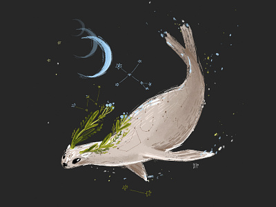 Space fur seal book illustration character constellation fantastic fantasy space