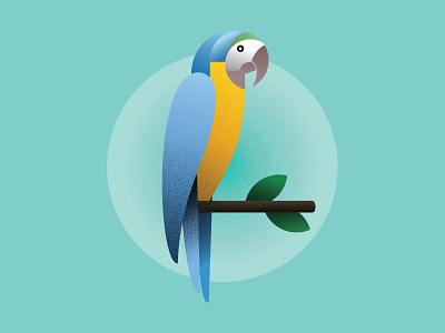 Macaw bird gradient illustration macaw texture