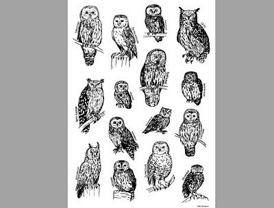 Owl Poster design illustration