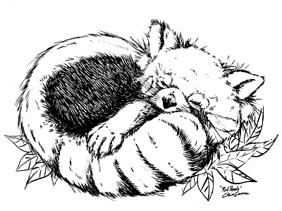 Red Panda design illustration