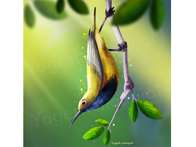 Beautiful Bird artstyle cartoon character colourful concept concept art illustration photoshop procreate5 timelapse
