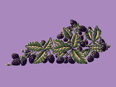 Kentucky Blackberries blackberries fruit illustration kentucky nature plants tee design