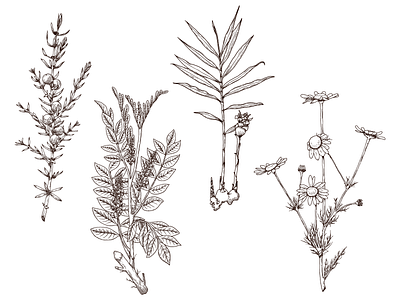 Botanicals for Castle & Key Distillery botanical botanical art chamomile gin ginger herbs illustration juniper plants