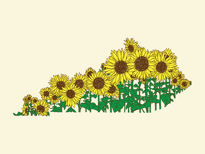 Kentucky Sunflowers flowers illustration kentucky summer sunflower sunflowers