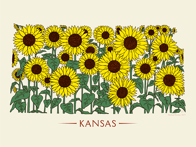 Kansas Sunflower botanical drawing flower illustration kansas plants sunflower sunflowers