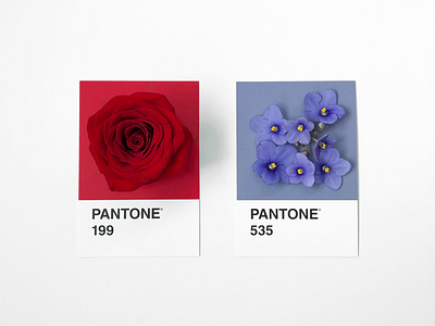 Roses are red, violets are blue colors floral flowers matching pantone rose swatches valentines valentinesday vday violets