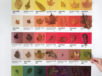 Autumn Pantone Palette color color palette craft design dribbble leaves nature palette pantone photography swatches