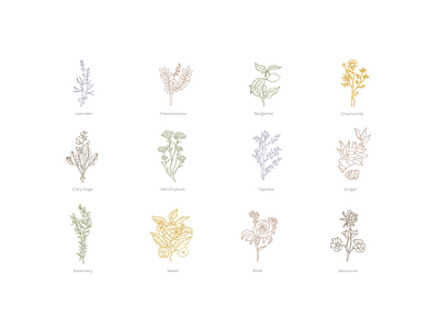 Icon Collection for Essential Oils Co. floral ginger handdrawn herbs iconography icons illustration nature rose rosemary vector