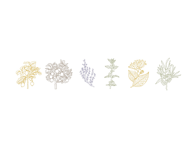 Essential Oils - Custom Icon Set garden herbal herbs icons illustration mint nature oils orange thyme vector