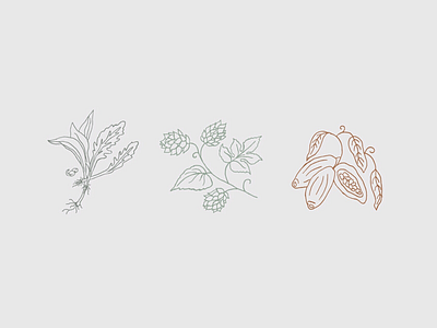 Market Illustrations cacao design drawing farm greens herb herbal herbs hops icons illustration linework market