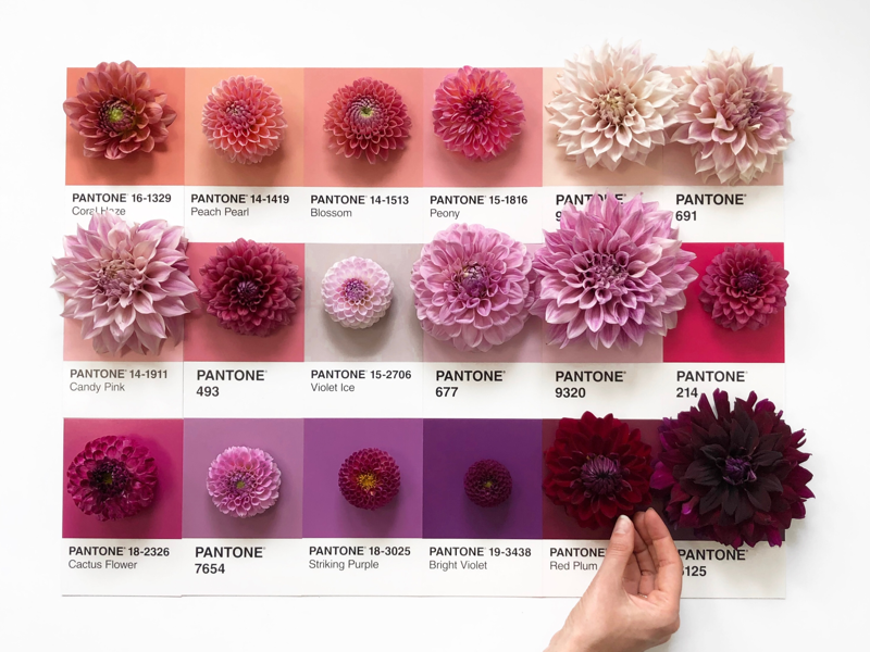 Coral Haze to Red Plum peach purple plum coral inspiration swatch floral designer pantone flowers dahlia palette color