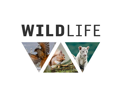 Wildlife Identity Design