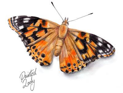 Painted Lady - watercolour butterfly illustration animal illustration bugs butterfly countryside garden nature watercolour illustration wildlife art