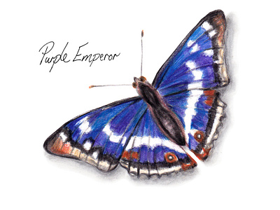 Purple Emperor Butterfly - Watercolour illustration