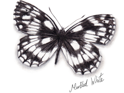 Marbled White Butterfly Watercolour Illustration By Amanda