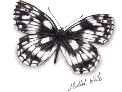 Marbled White Butterfly watercolour illustration animal illustration butterflies butterfly conservation countryside natural nature wildlife gardening wildlife illustration woodland