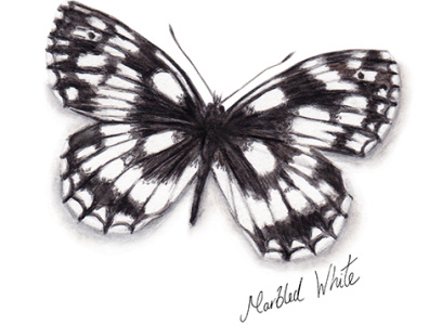 Marbled White Butterfly watercolour illustration