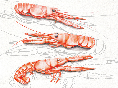Food Illustration Langoustine crustacean fishing food illustration langoustine scampi shellfish