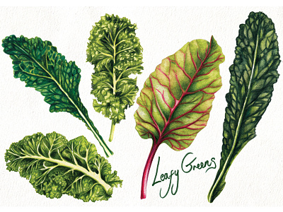 Leafy greens chard food illustration healthy eating kale leafy greens lifestyle super food vegetables