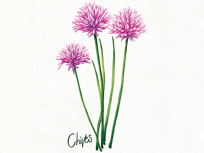 Food Illustration Kitchen Garden Chives