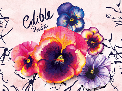 Food Illustration Edible Pansies