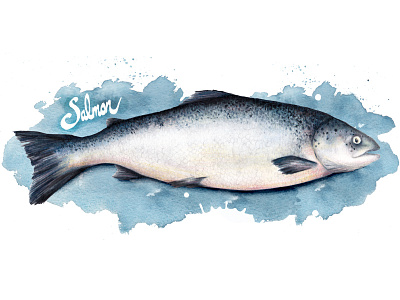 Food Illustration Salmon