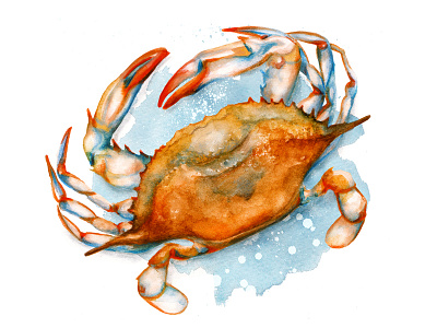 Food Illustration Soft Shell Crab crab fishing food food illustration ocean life seafood seaside watercolour artwork watercolour illustration